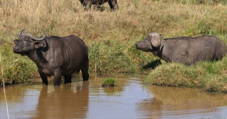Foto de African Buffalo, syncerus caffer, Grupo en Waterhole, Nairobi Park en Kenia - Imagen libre de derechos