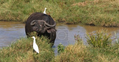 Téléchargez les photos : Buffalo d'Afrique, caffer syncerus, adulte émergeant d'un trou d'eau, aigrette des bovins, bubulcus ibis, Nairobi Park au Kenya - en image libre de droit