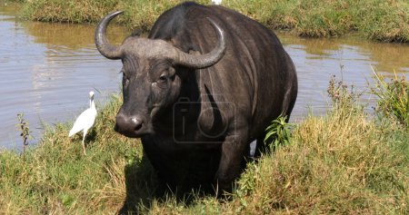 Photo for African Buffalo, syncerus caffer, Adult emerging from Waterhole, Cattle Egret, bubulcus ibis, Nairobi Park in Kenya - Royalty Free Image