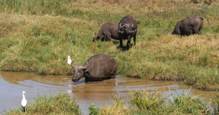 Photo for African Buffalo, syncerus caffer, Group at Waterhole, Nairobi Park in Kenya - Royalty Free Image