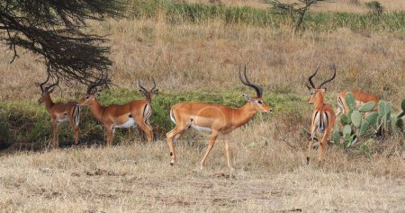 Foto de Impala, aepyceros melampus, Grupo de hombres en Savannah, Parque Nairobi en Kenia - Imagen libre de derechos