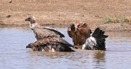 Téléchargez les photos : Vautour à dos blanc, gyps africanus, Groupe debout dans l'eau, ayant bain, Nairobi Park au Kenya - en image libre de droit