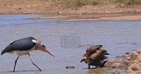 Photo for African white-backed vulture, gyps africanus, standing in Water, Marabou Stork, Leptoptilos crumeniferus , Nairobi Park in Kenya - Royalty Free Image