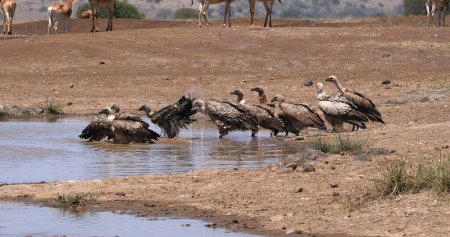 Téléchargez les photos : Hartebeest, alcelaphus buselaphus, troupeau debout au Waterhole et vautour à dos blanc, gyps africanus, Nairobi Park au Kenya - en image libre de droit