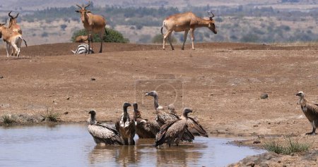 Photo for Hartebeest, alcelaphus buselaphus, Herd standing at Waterhole, and African white-backed vulture, gyps africanus, Nairobi Park in Kenya - Royalty Free Image