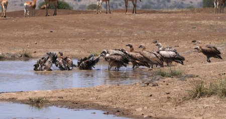 Téléchargez les photos : Hartebeest, alcelaphus buselaphus, troupeau debout au Waterhole et vautour à dos blanc, gyps africanus, Nairobi Park au Kenya - en image libre de droit