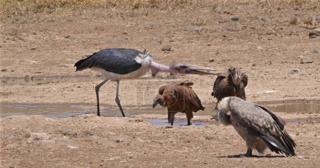 Photo for African white-backed vulture, gyps africanus, standing in Water, Marabou Stork, Leptoptilos crumeniferus , Nairobi Park in Kenya - Royalty Free Image