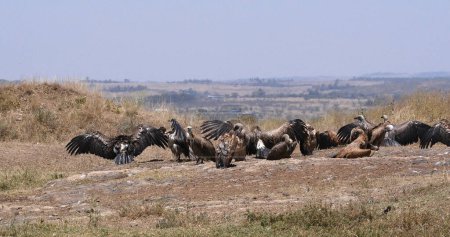 Photo for African white-backed vulture, gyps africanus, Group having Sun Bath , Nairobi Park in Kenya - Royalty Free Image