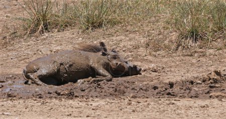 Téléchargez les photos : Warthog, phacochoerus aethiopicus, adulte ayant un bain de boue, Nairobi Park au Kenya - en image libre de droit