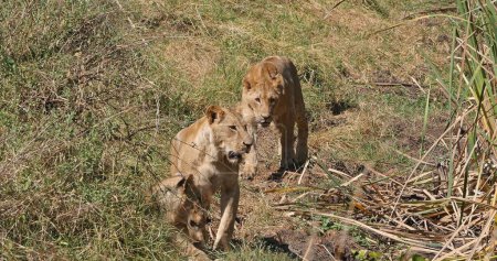 Téléchargez les photos : Lion africain, panthera leo, Groupe à Savannah, Nairobi Park au Kenya - en image libre de droit