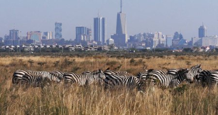Photo for Grant's Zebra, equus burchelli boehmi, Herd at Nairobi Park in Kenya, Nairobi city in the back - Royalty Free Image