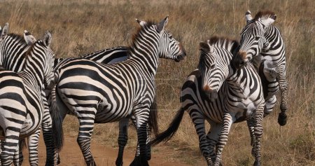 Téléchargez les photos : Grant's Zebra, equus burchelli boehmi, combat, troupeau au Nairobi Park au Kenya - en image libre de droit