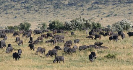 Téléchargez les photos : Buffalo d'Afrique, caffer syncerus, troupeau debout à Savannah, parc Tsavo au Kenya - en image libre de droit