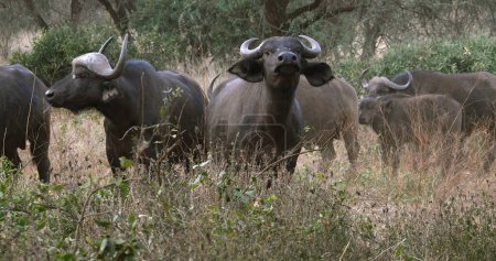 Téléchargez les photos : Buffalo d'Afrique, caffer syncerus, troupeau debout à Savannah, parc Tsavo au Kenya - en image libre de droit