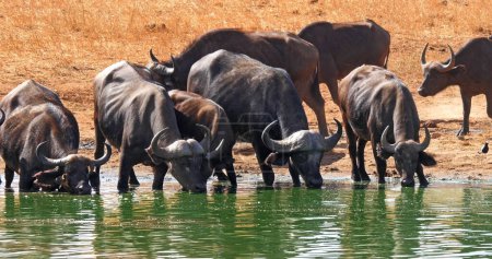 Photo for African Buffalo, syncerus caffer, Herd drinking at Water Hole, Tsavo Park in Kenya - Royalty Free Image