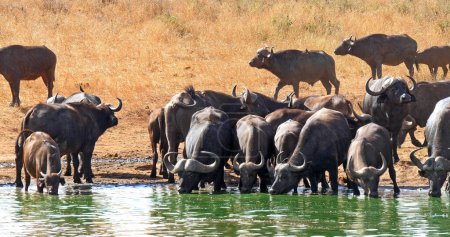 Photo for African Buffalo, syncerus caffer, Herd drinking at Water Hole, Tsavo Park in Kenya - Royalty Free Image