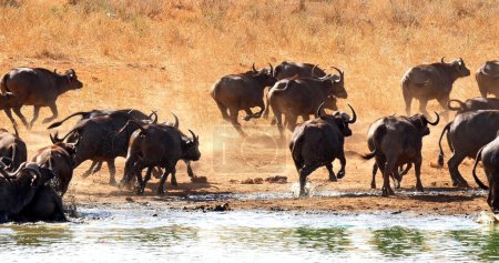Téléchargez les photos : Buffalo africain, caffer syncerus, troupeau buvant à Water Hole, parc Tsavo au Kenya - en image libre de droit