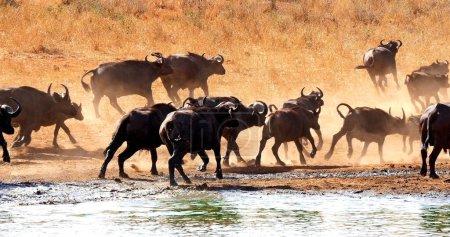 Téléchargez les photos : Buffalo africain, caffer syncerus, troupeau buvant à Water Hole, parc Tsavo au Kenya - en image libre de droit