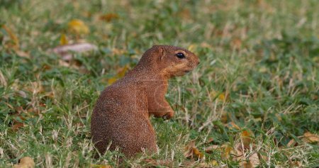Téléchargez les photos : Écureuil terrestre non rayé, xérus rutilus, alimentation pour adultes, parc Tsavo au Kenya - en image libre de droit