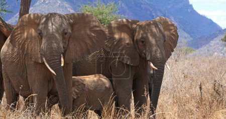 Téléchargez les photos : Eléphant d'Afrique, loxodonta africana, Groupe dans le Bush, Parc Tsavo au Kenya - en image libre de droit