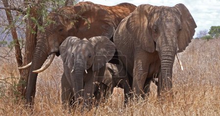 Téléchargez les photos : Eléphant d'Afrique, loxodonta africana, Groupe dans le Bush, Parc Tsavo au Kenya - en image libre de droit