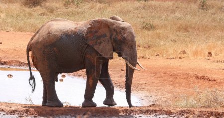Téléchargez les photos : Eléphant d'Afrique, loxodonta africana, adulte debout au trou d'eau, parc Tsavo au Kenya - en image libre de droit