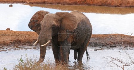Téléchargez les photos : Eléphant d'Afrique, loxodonta africana, adulte debout au trou d'eau, parc Tsavo au Kenya - en image libre de droit