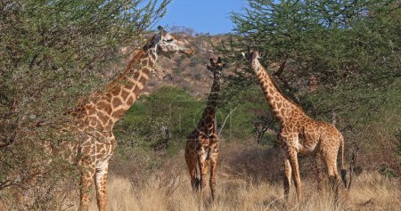 Foto de Masai Giraffe, jirafa camelopardalis tippelskirchi, Grupo en el Bush, Parque Tsavo en Kenia - Imagen libre de derechos