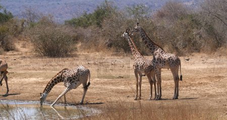 Photo for Masai Giraffe, giraffa camelopardalis tippelskirchi, Group Drinking at Water Hole, Tsavo Park in Kenya - Royalty Free Image