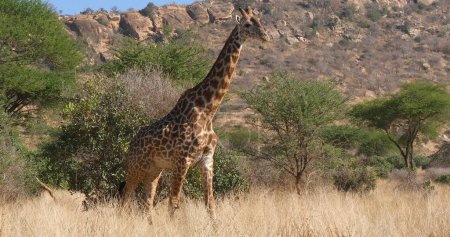 Photo for Masai Giraffe, giraffa camelopardalis tippelskirchi, Adult in the Bush, Tsavo Park in Kenya - Royalty Free Image