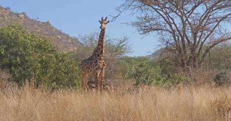 Téléchargez les photos : Girafe Masai, girafe camelopardalis tippelskirchi, Adulte dans le Bush, Parc Tsavo au Kenya - en image libre de droit