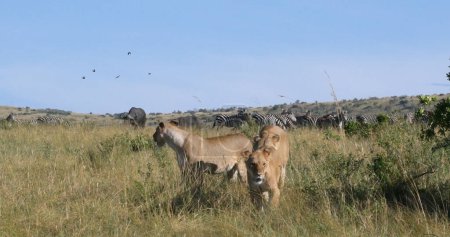 Téléchargez les photos : Lion africain, panthera leo, Chasse aux femelles, Troupeau de Burchell Zebras, Parc Tsavo au Kenya - en image libre de droit