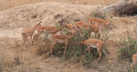 Photo for Impala, aepyceros melampus, Group of Female eating Bush, Masai Mara Park in Kenya - Royalty Free Image