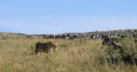 Téléchargez les photos : Lion africain, panthera leo, Chasse aux femelles, Troupeau de Burchell Zebras, Parc Tsavo au Kenya - en image libre de droit