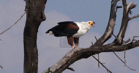 Foto de Águila pescadora africana, haliaeetus vocifer, Adulto en la cima del árbol, Lago Baringo en Kenia - Imagen libre de derechos