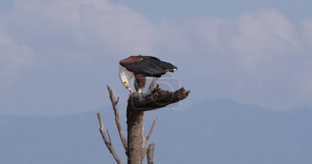 Foto de Águila pescadora africana, haliaeetus vocifer, Adulto en la cima del árbol, Comiendo un pez, Lago Baringo en Kenia - Imagen libre de derechos