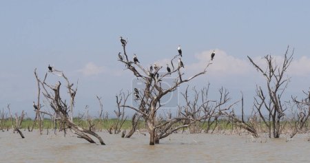 Téléchargez les photos : Héronnerie avec Anhinga, Cormoran et grande aigrette, lac Baringo au Kenya - en image libre de droit