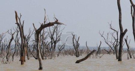 Téléchargez les photos : Paysage du lac Baringo montrant la montée des eaux avec des arbres morts, Kenya - en image libre de droit
