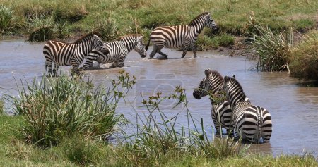 Téléchargez les photos : Grant's Zebra, equus burchelli boehmi, Troupeau debout au trou d'eau, Masai Mara Park au Kenya - en image libre de droit