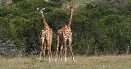 Photo for Masai Giraffe, giraffa camelopardalis tippelskirchi, Adults Masai Mara Park in Kenya - Royalty Free Image