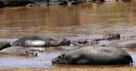 Foto de Hipopótamo, anfibio hipopótamo, Grupo de pie en el río, Masai Mara Park en Kenia - Imagen libre de derechos