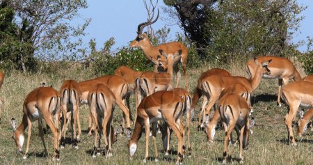 Photo for Impala, aepyceros melampus, Male and f Females, Masai Mara Park in Kenya - Royalty Free Image