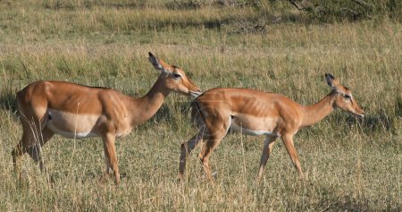 Photo for Impala, aepyceros melampus, Herd of Females, Masai Mara Park in Kenya - Royalty Free Image