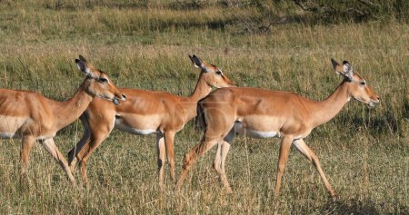 Photo for Impala, aepyceros melampus, Herd of Females, Masai Mara Park in Kenya - Royalty Free Image