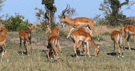Photo for Impala, aepyceros melampus, Male and f Females, Masai Mara Park in Kenya - Royalty Free Image