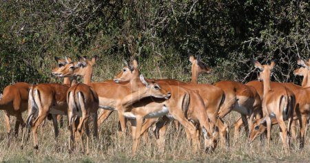 Photo for Impala, aepyceros melampus, herd of f Females, Masai Mara Park in Kenya - Royalty Free Image
