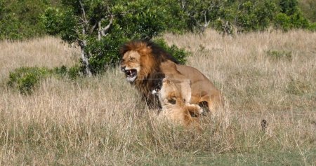 Photo for African Lion, panthera leo, Pair Mating, Masai Mara Park in Kenya - Royalty Free Image