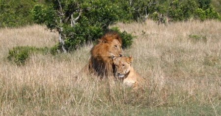 Foto de León africano, pantera leo, apareamiento en pareja, Masai Mara Park en Kenia - Imagen libre de derechos
