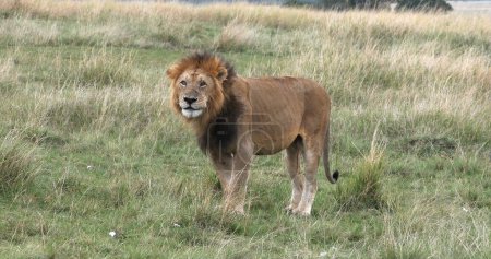 Téléchargez les photos : Lion africain, panthera leo, Homme marchant à travers Savannah, Nairobi Park au Kenya - en image libre de droit