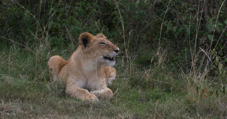 Foto de León Africano, Panthera Leo, Cub Yawning, Parque Nairobi en Kenia - Imagen libre de derechos